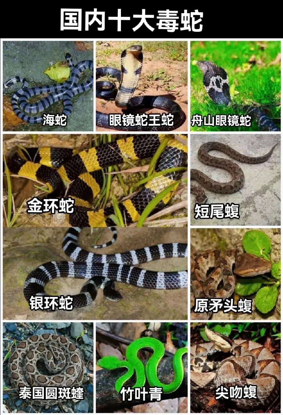 三亚被不明物咬伤身亡女游客的尸检报告出来了：确认为右足第二趾为咬伤（神经毒蛇），