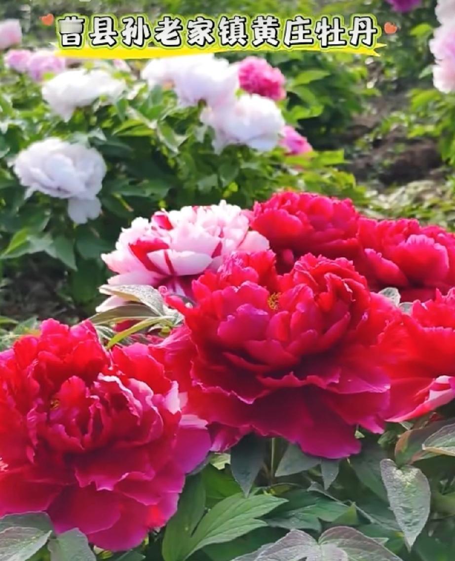 这个周末曹县孙老家镇黄庄牡丹迎来最美盛花期

曹县孙老家镇黄庄牡丹园牡丹这周末迎