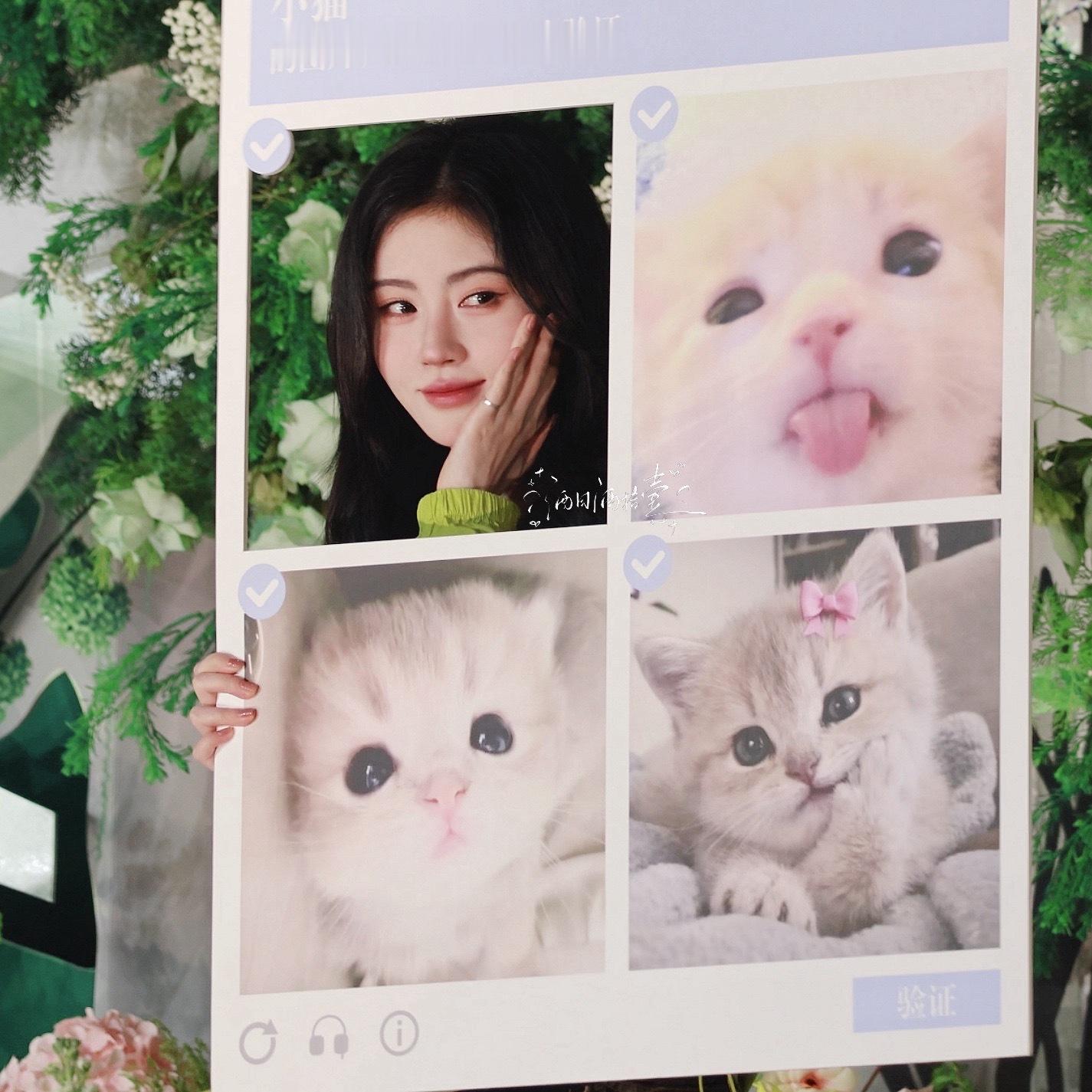 所有人 对鞠婧祎猫而咪之起来！ 