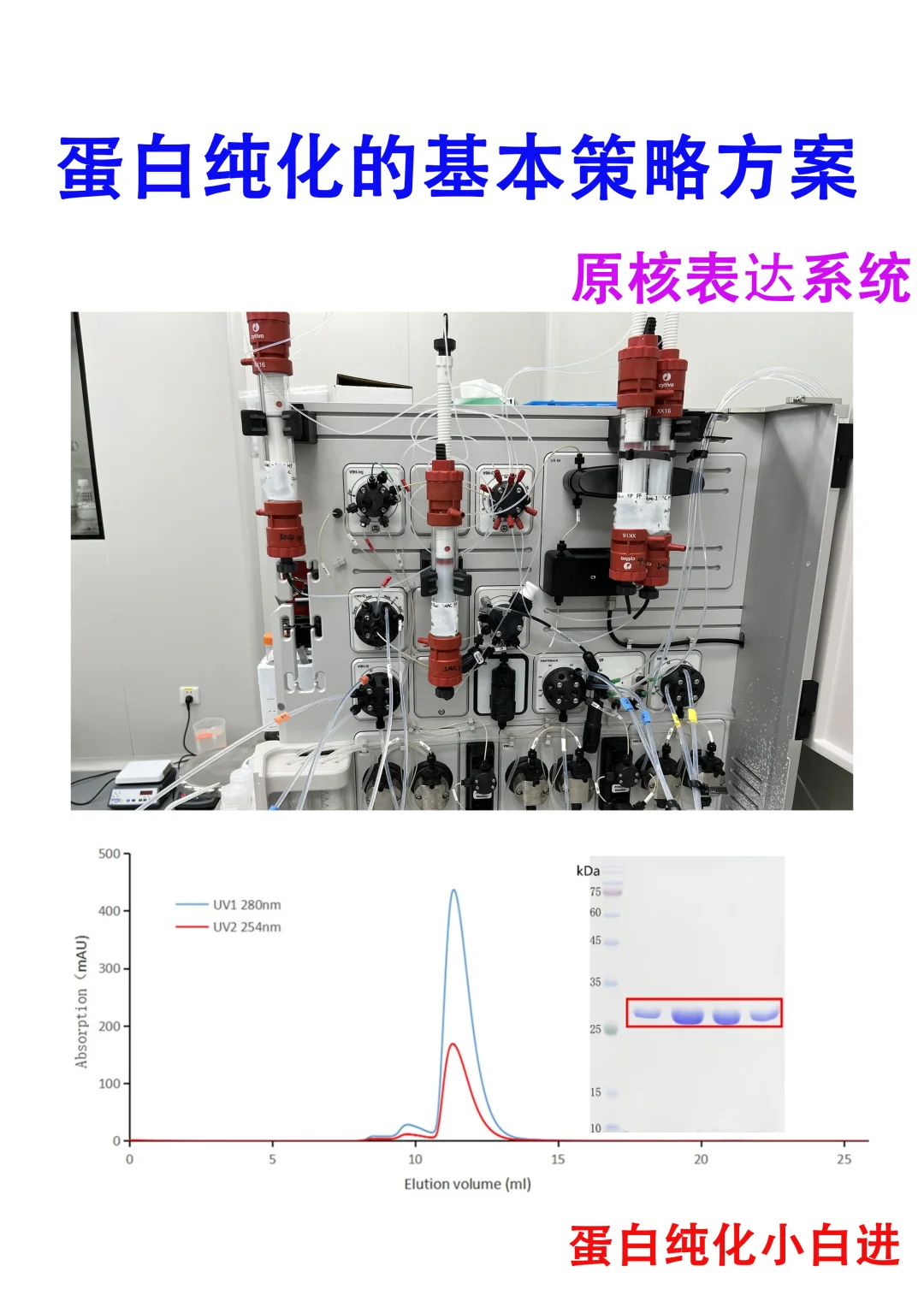 🔥手把手教会你小白如何纯化蛋白｜原核表达