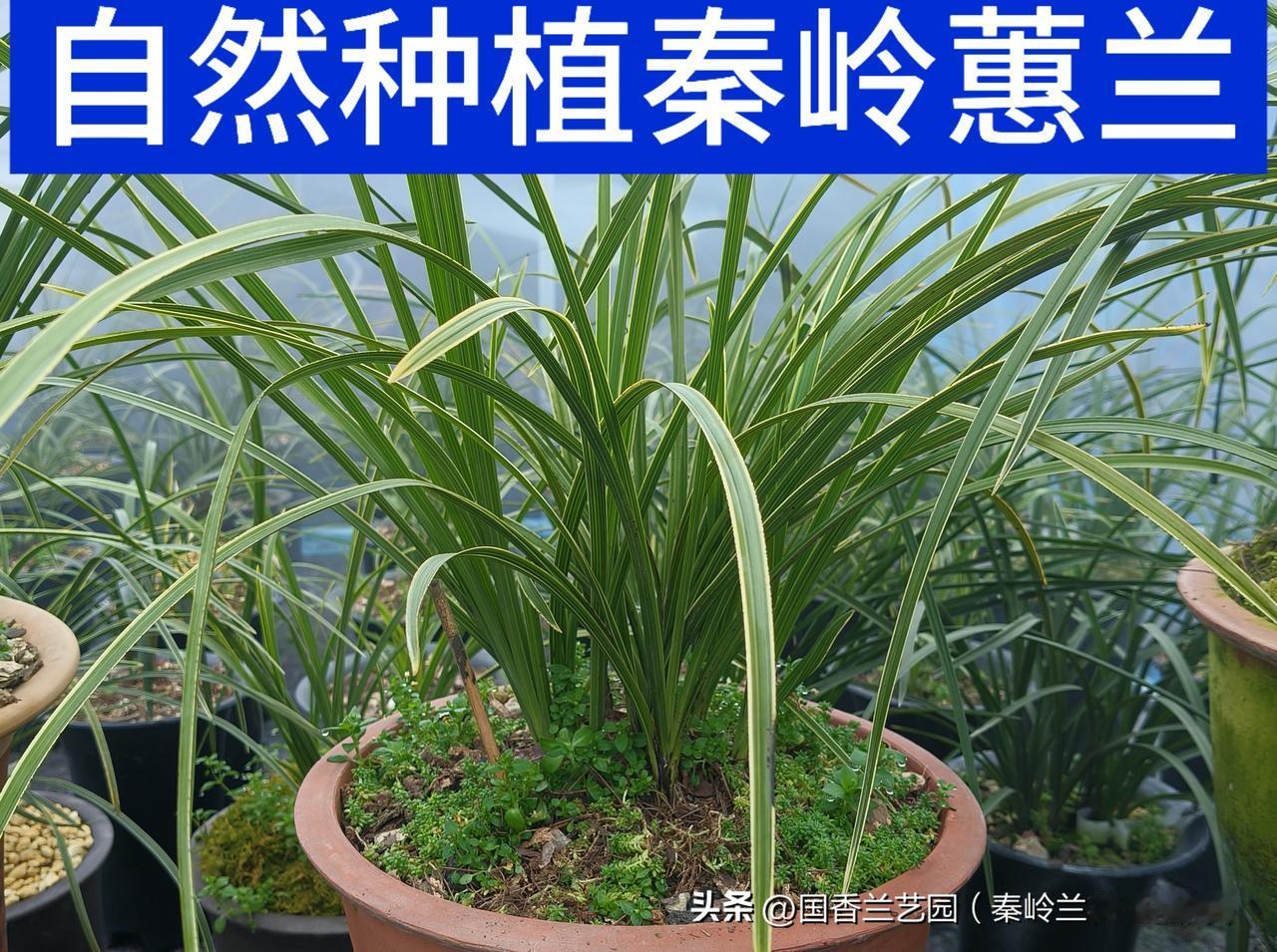 快来看看我新换的主页背景吧