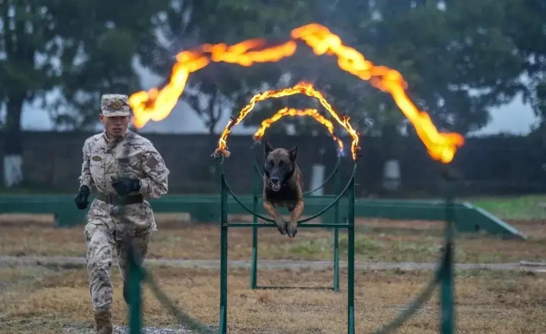 快讯！
全军突然宣布了。
1月4日开始，全国各地训练场同时动起来，2026年新年