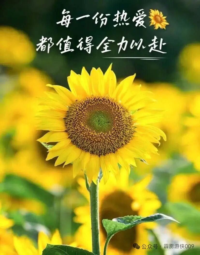 总有人说，看淡一切就是妥协，其实不然。苏轼有言：一蓑烟雨任平生，也无风雨也无晴。