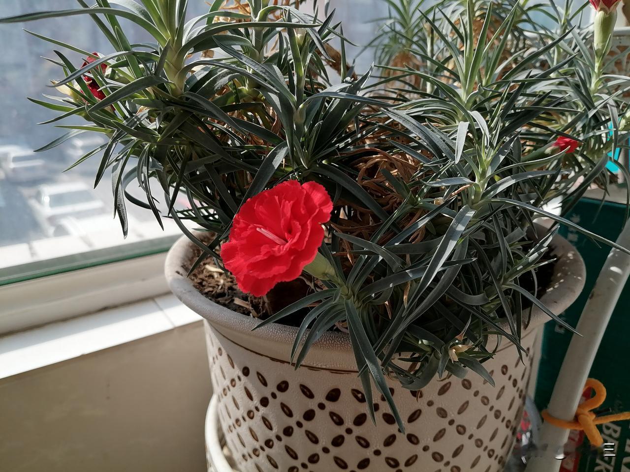 我姐回来了，昨晚我和姐姐都在老妈家住的。

早晨，姐姐做的早饭，我不做。但我吃早