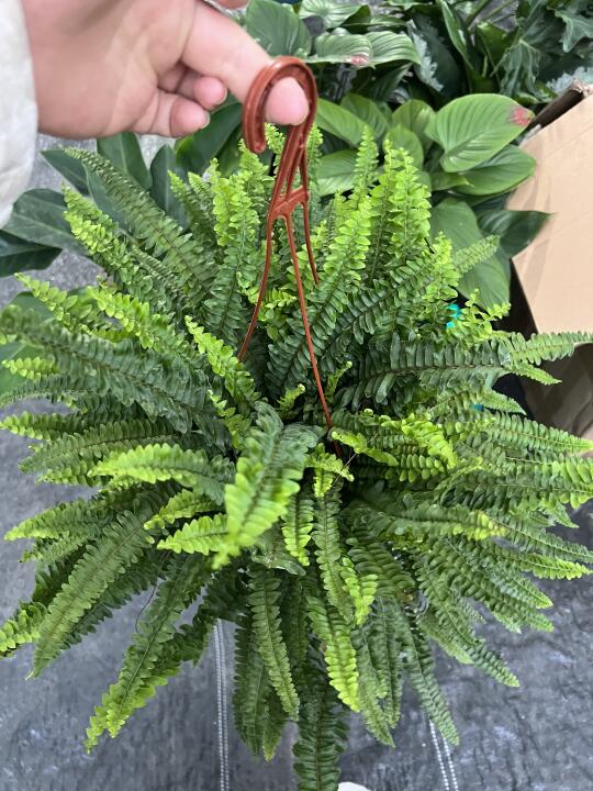 🌿波士顿蕨｜高颜值+好养活，打造室内小森林