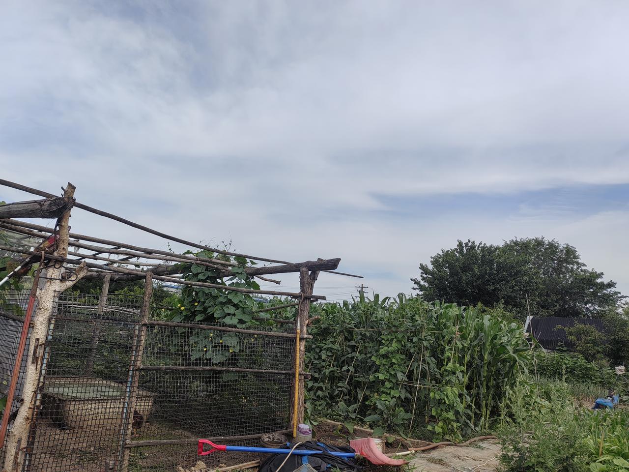 我的天啊，这菜园开始收获了。
    五天没去菜园了。五天前，角瓜才巴掌大小，今