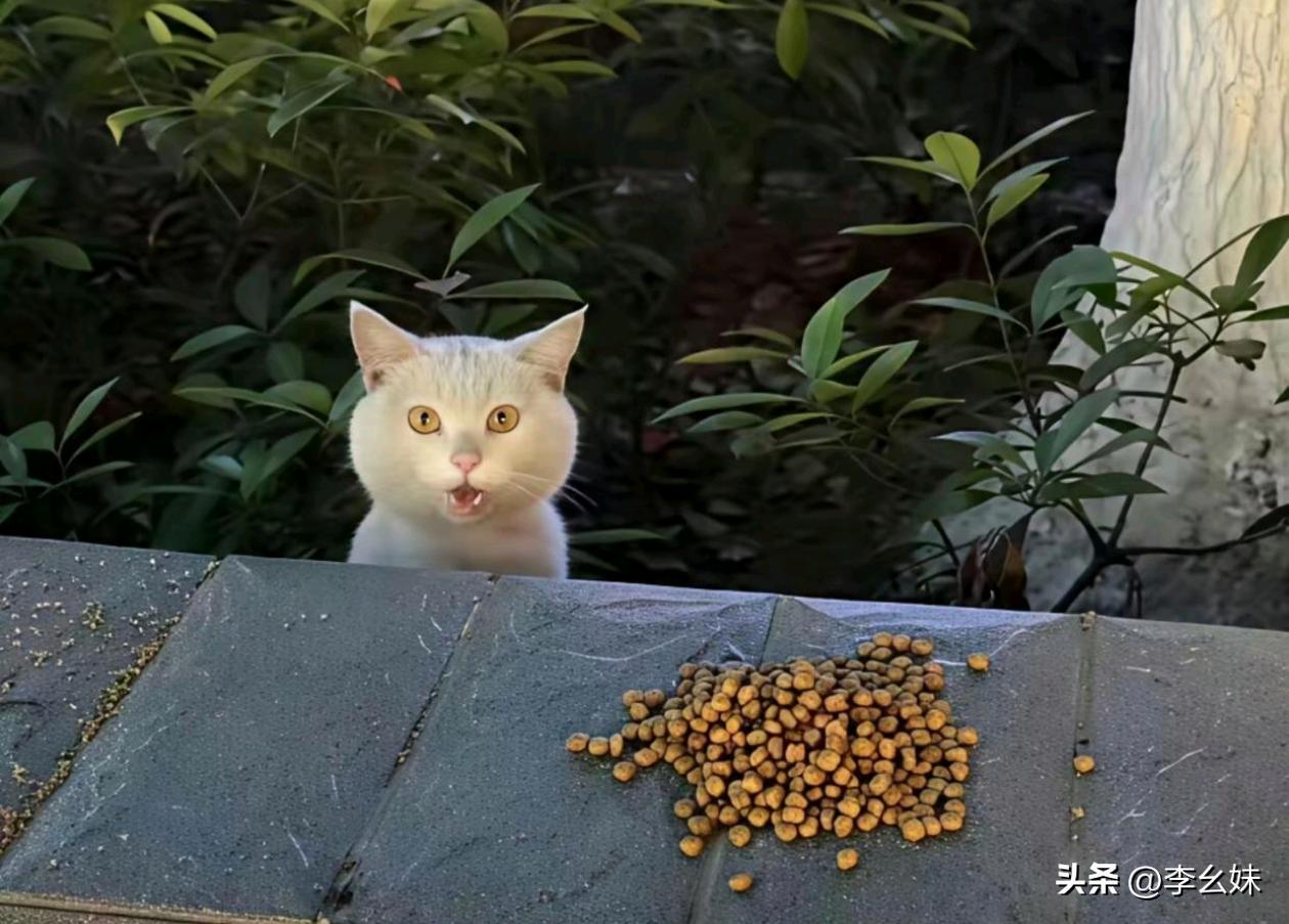 第一次在猫的身上看到了人的表情