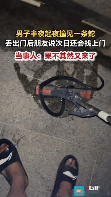 惊呆了！男子晚上起来上厕所，偶然撞见自家屋里有一条蛇，看清楚是无毒蛇后，男子将蛇