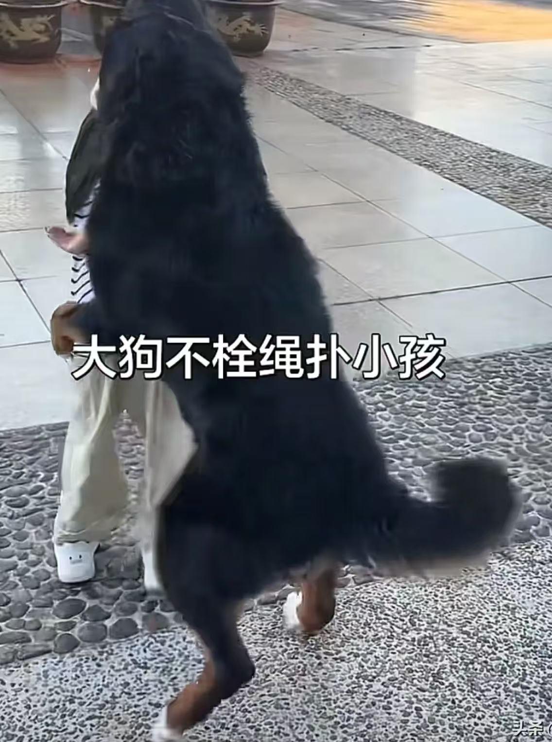 8岁小女孩在公园里玩，被一只未拴绳的大型犬扑骑，遛狗女子态度嚣张拒不道歉还骂人。