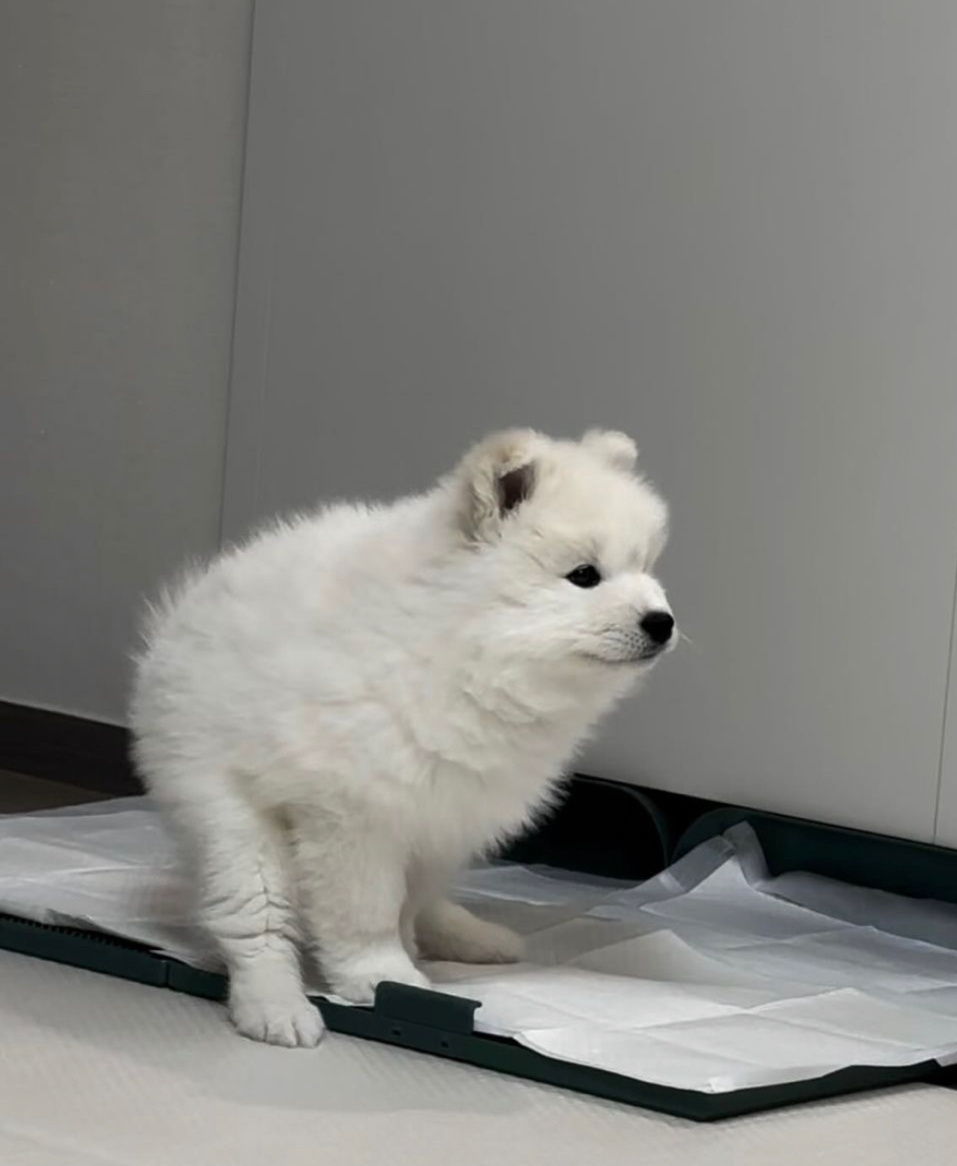 哎呦，便秘了耶 