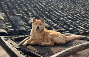 狗会和人类一样，认出并保护自己的孩子吗？
小时候爷爷养了只土狗，每次一生崽就会有
