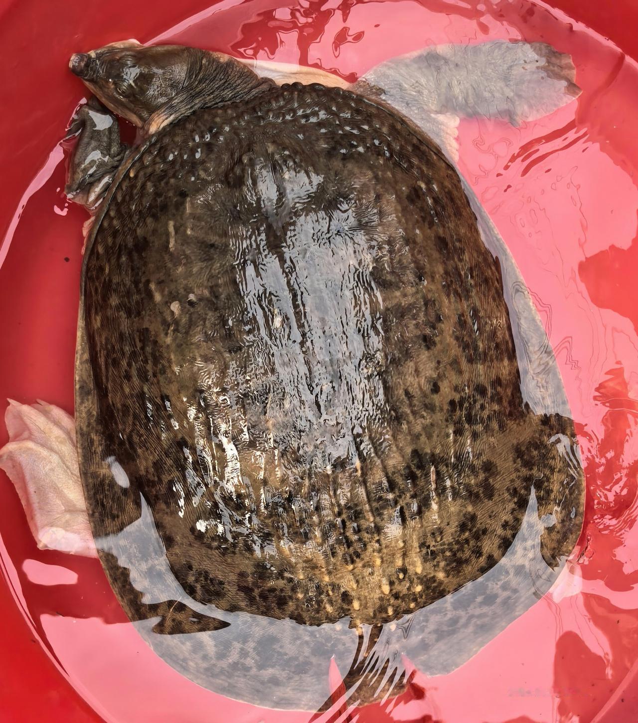 缩头老龟，伸直头还挺唬人的。大水库里的，偶尔爬上岸边草丛，被人捉了上来，称重15