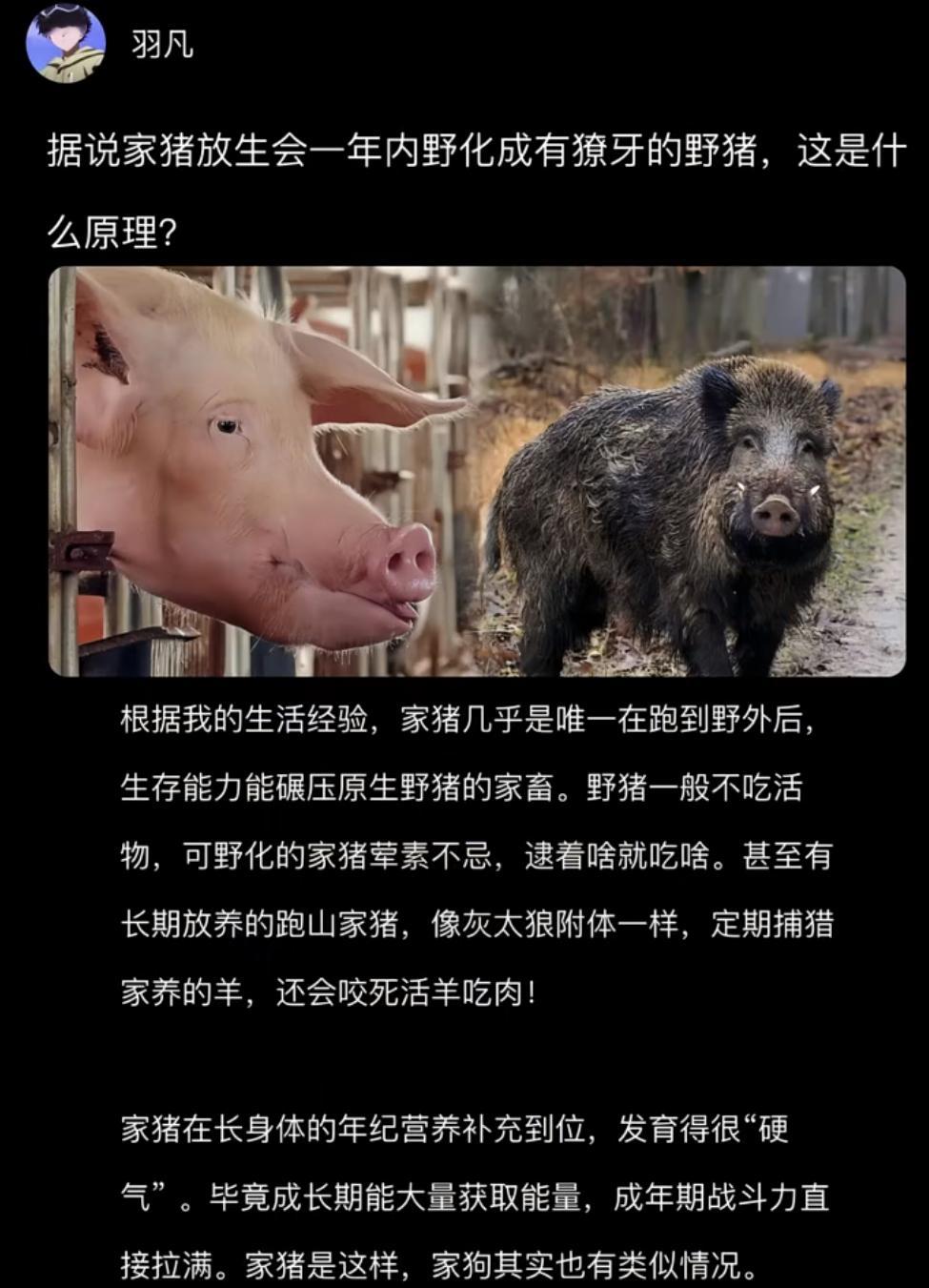 据说家猪放生会一年内野化成有獠牙的野猪，这是什么原理？ ​​​