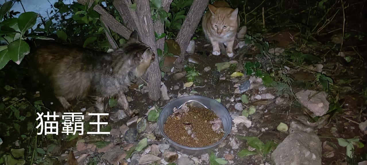 猫霸王的口炎好转以后，胃口好的惊人，在我家院子蹭吃蹭喝不说，还经常在垃圾站投喂点