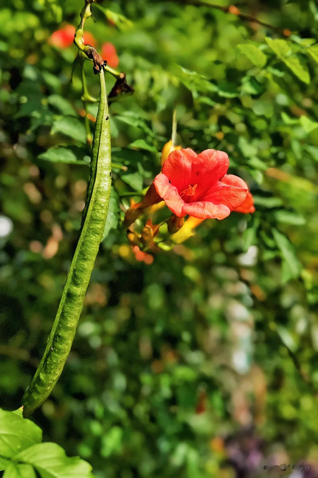 凌霄花花果同期～20241009常州，上午在幸福阳光老年公寓发现了凌霄花花果同期