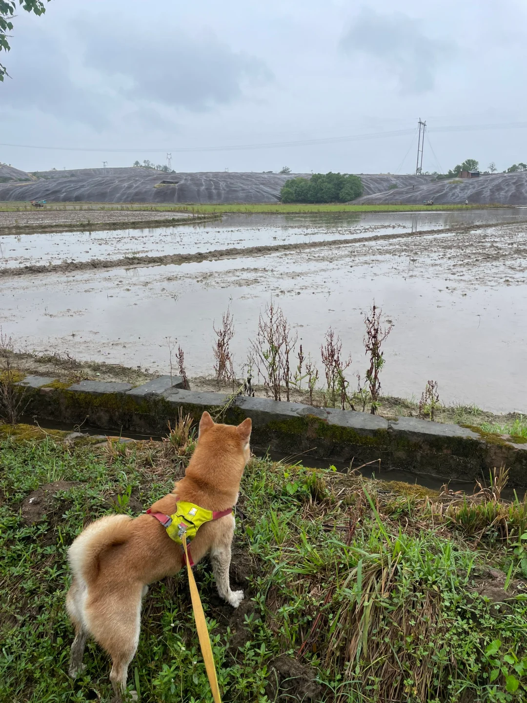 全瑕小狗乡村采风纪实