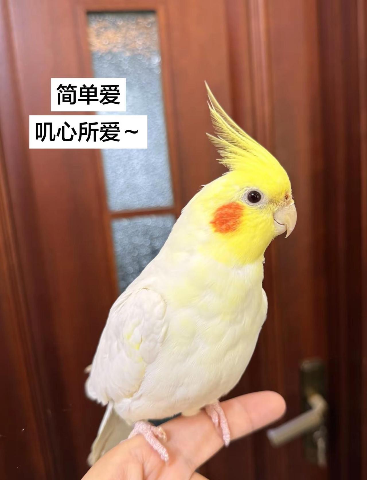 简单爱 叽心所爱～这世上不能没有小鹦鹉 玄凤乖 只有养鹦鹉的才懂吧 让我看看大家
