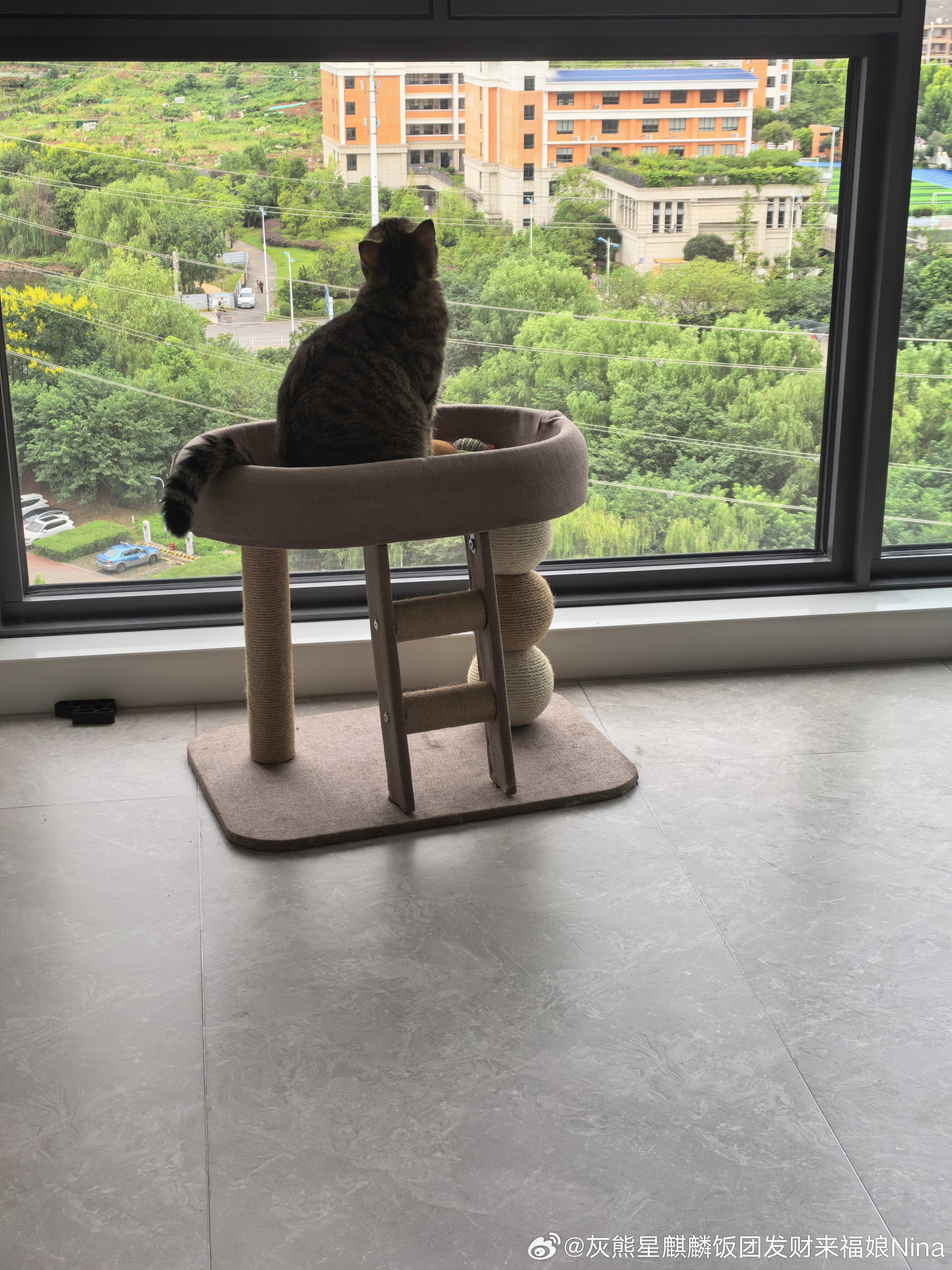 看风景的修猫咪[心][心][心]妮娜一家[超话]来福是只小狸花萌宠的日常 ​​​