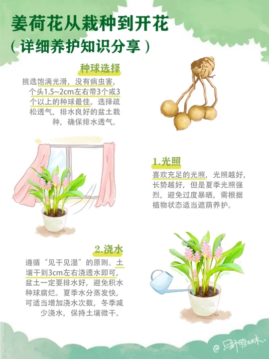 姜荷花从栽种到开花，超全养护知识分享