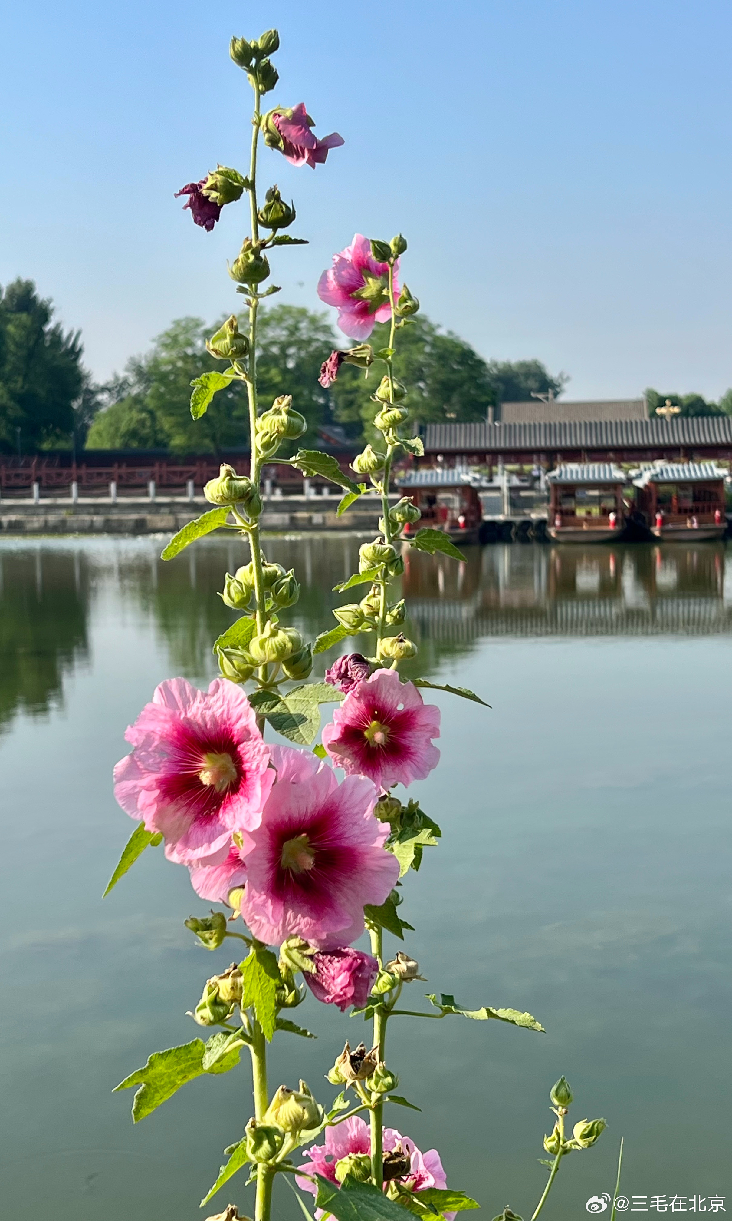 圆明园 蜀葵花开摄影
