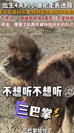 4天小骆驼被排挤离家出走，主人追10公里逮回一顿骂
 内蒙古一只刚出生4天的小骆