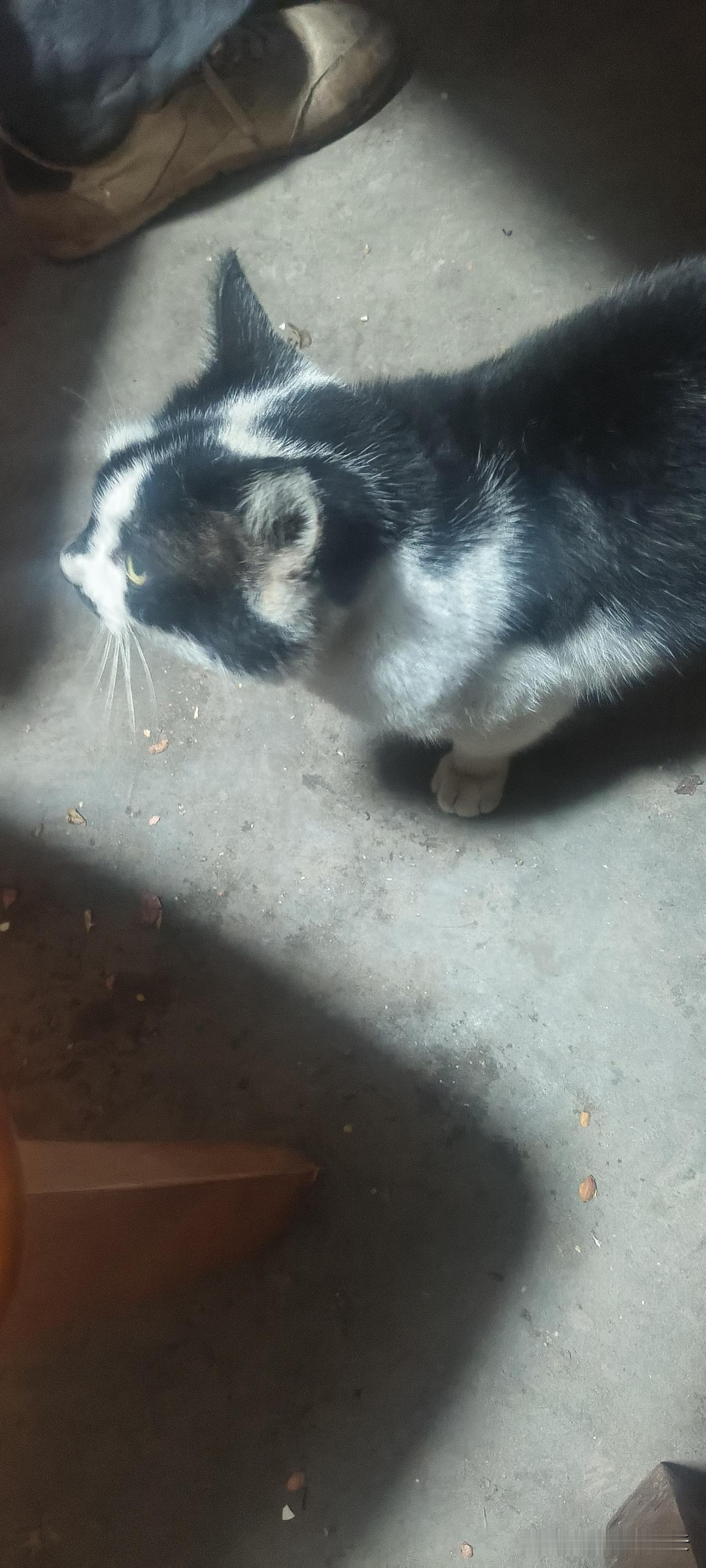 我家大花猫有8年了，8年相当于人类50岁了，已步入晚年阶段。家里自从养了它，基本