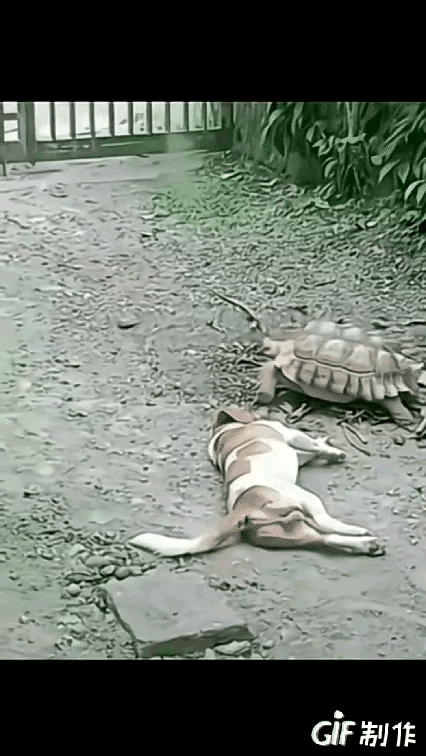 狗子竟然侮辱起乌龟了！