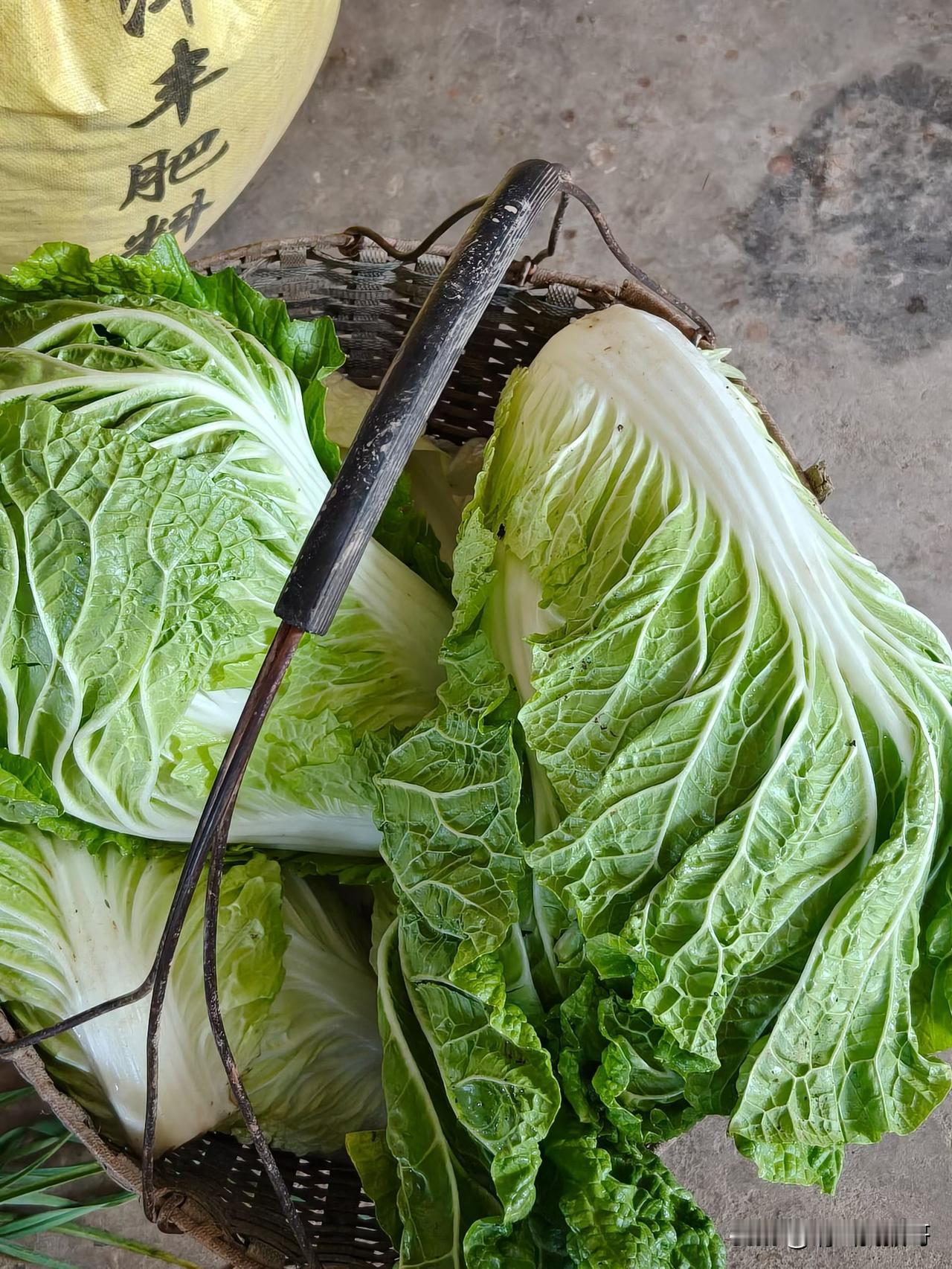 这两天大家都说发青菜能火
我也把我妈妈菜园子的青菜发出来