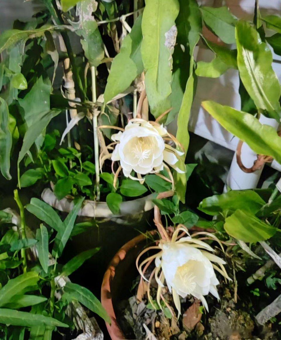 黄岩 捕捉昙花一现的浪漫🌙 