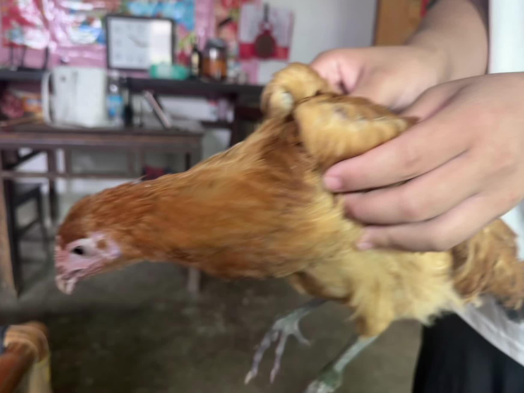 鸡，这个人机 🐥