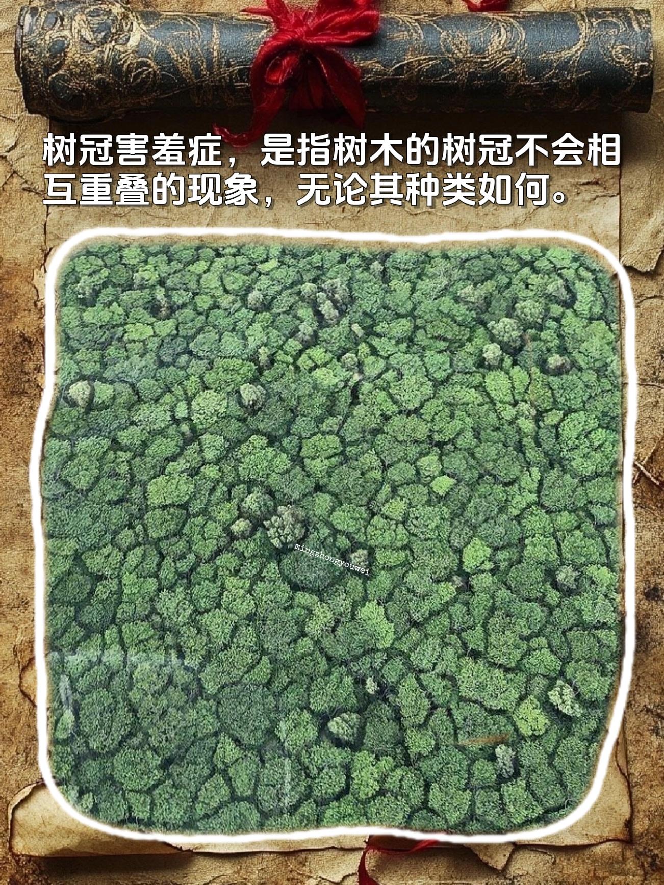 树冠害羞症，是指树木的树冠不会相互重叠的现象，无论其种类如何。