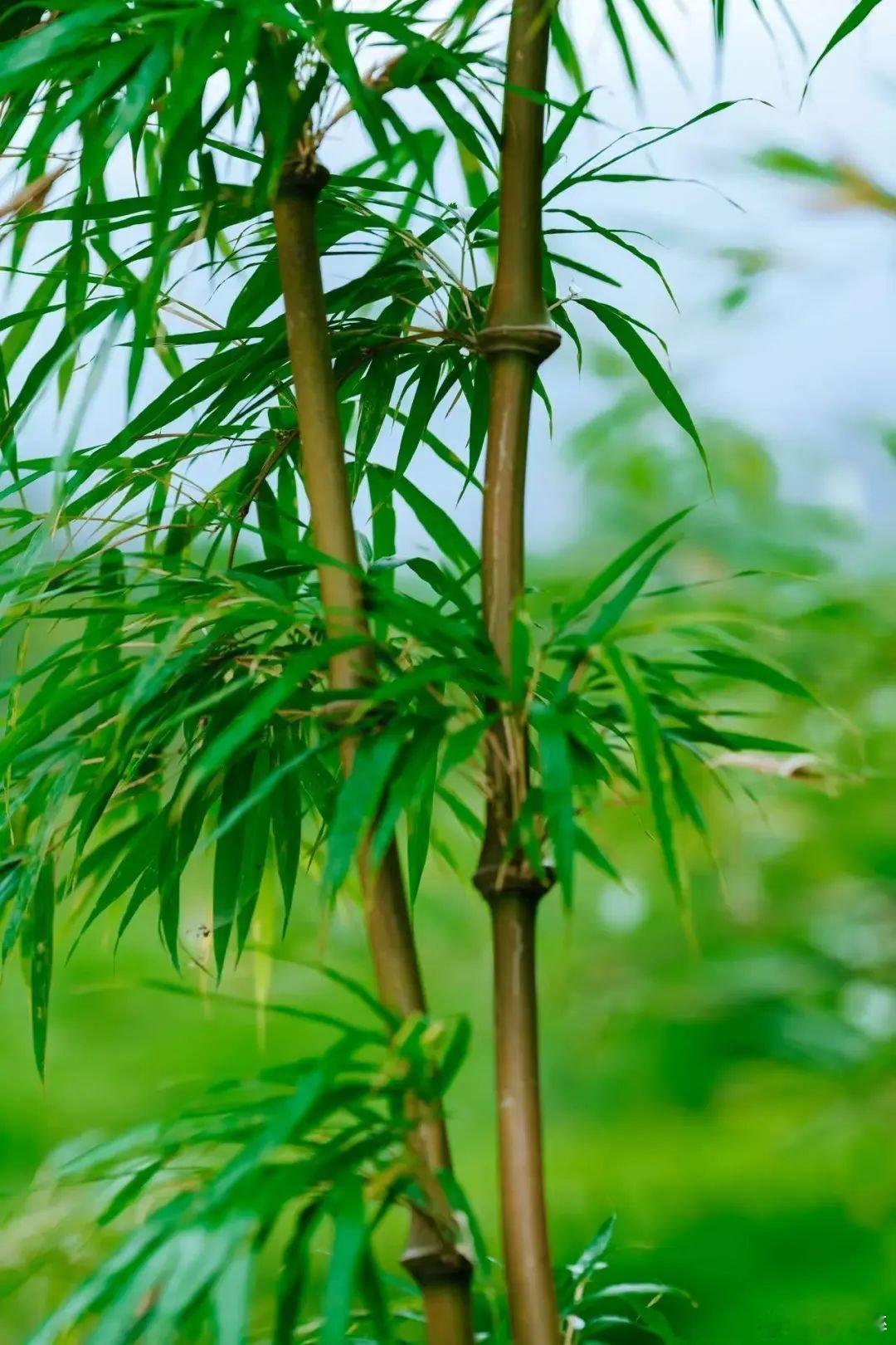 竹子的一生都是关键时刻原来竹子还能当天气预报 竹子每一个生长阶段的价值都被中国人