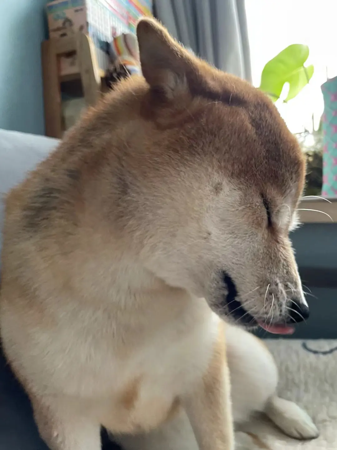 麻麻酱，瓦达西干坏事了