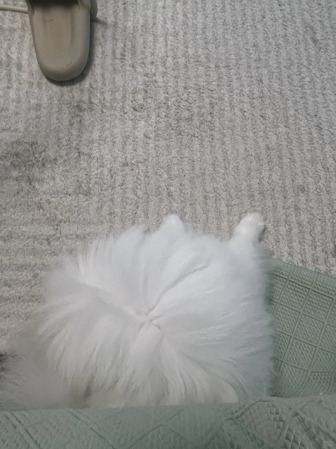 狗头还是屁屁？
