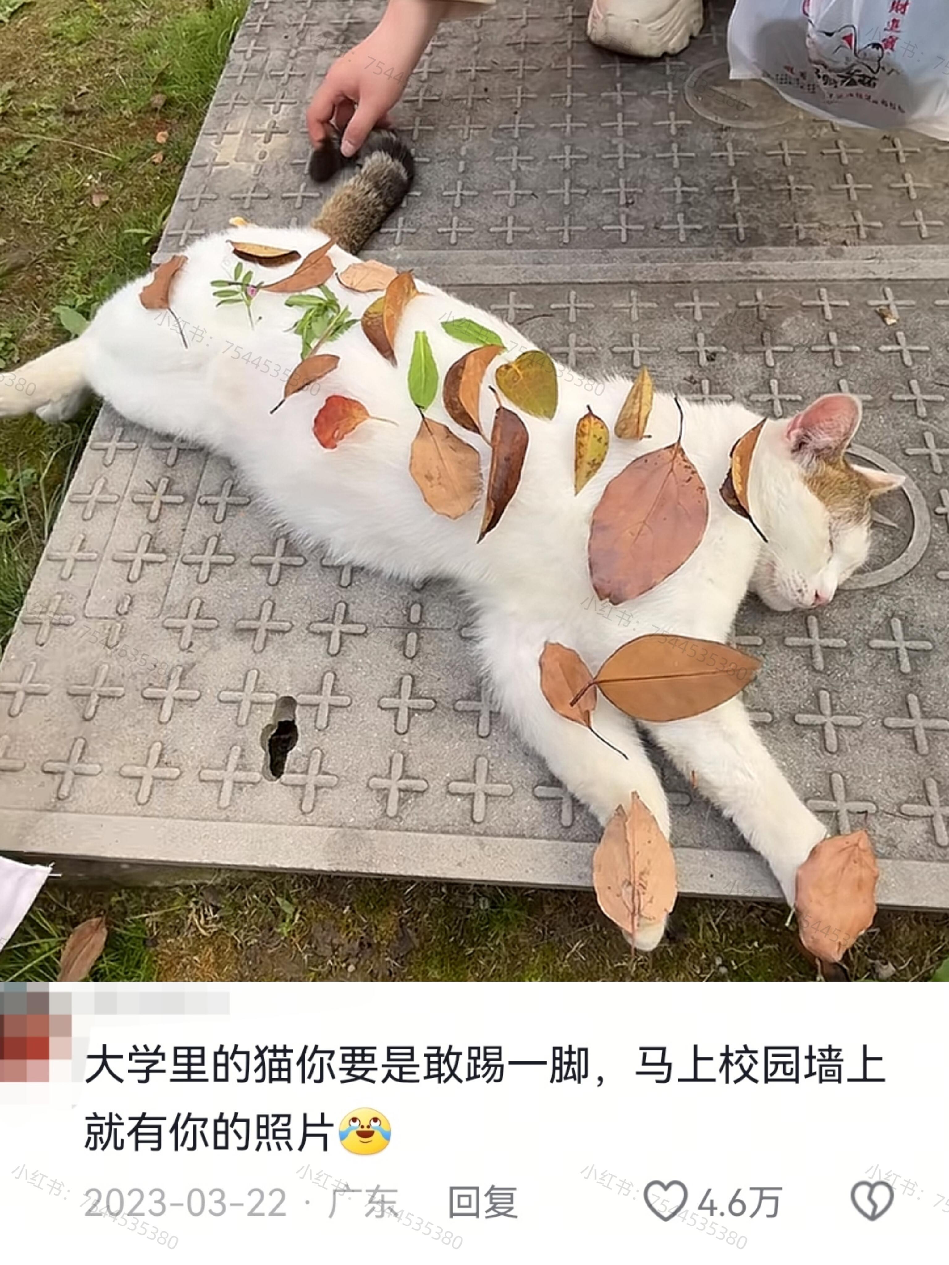 猫猫对大学生有多信任😍 