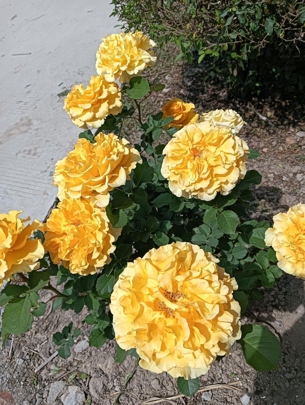 阳光下的黄色玫瑰，绽放出温暖与美丽。🌹🌞