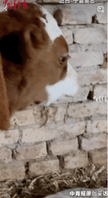 万物皆有灵性。这只出生三天的小牛犊因为想念妈妈流下了思念的泪水。
母牛在生产的时