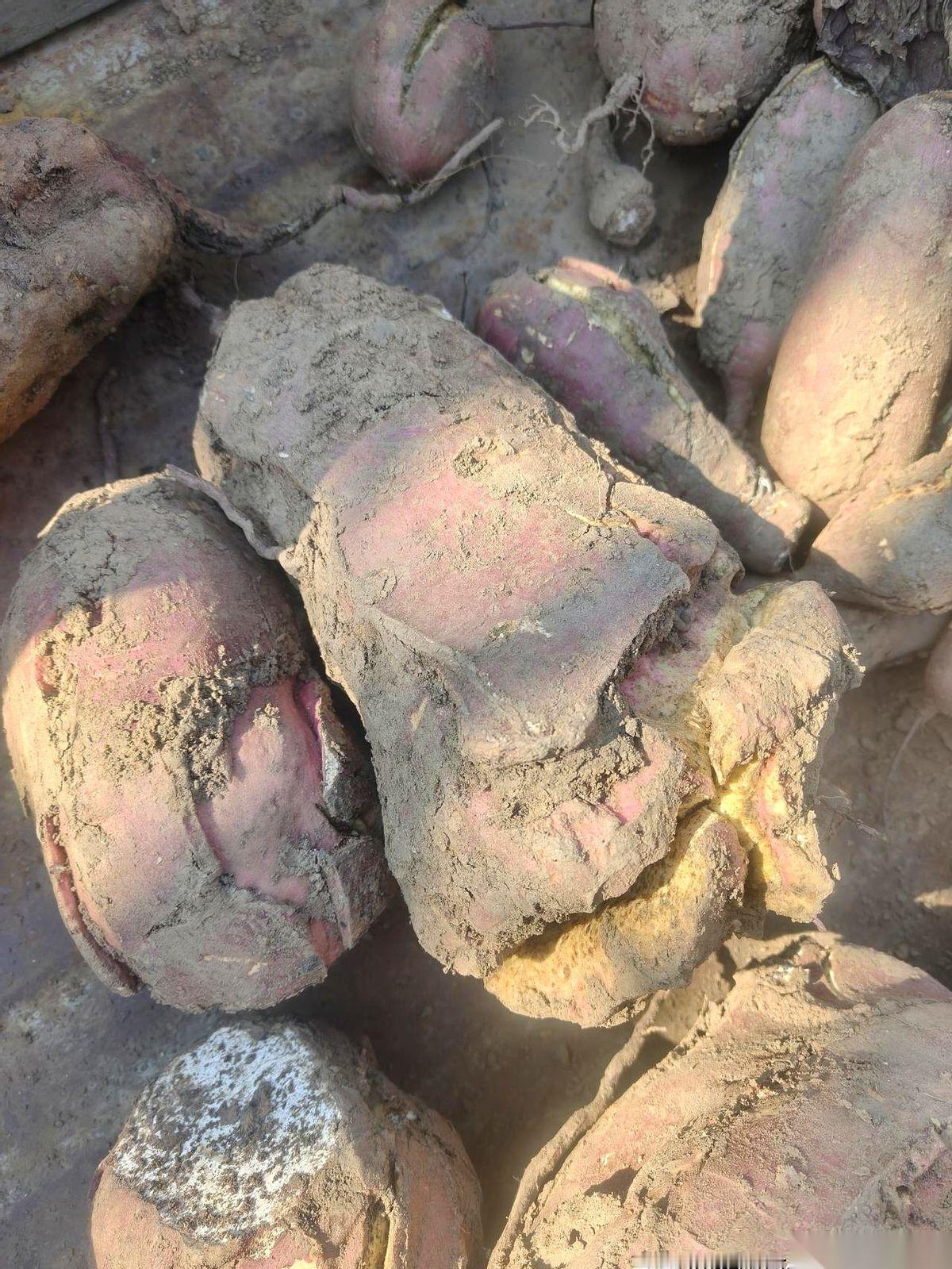 我爸种的红薯，又长成去年那个德行了。
一个个大的像吹了气，还都咧着个大嘴，笑得特