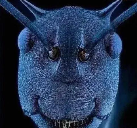 对，你看错了！这不是外星人！
这是电子显微镜下蚂蚁的脸！有何感受呢？