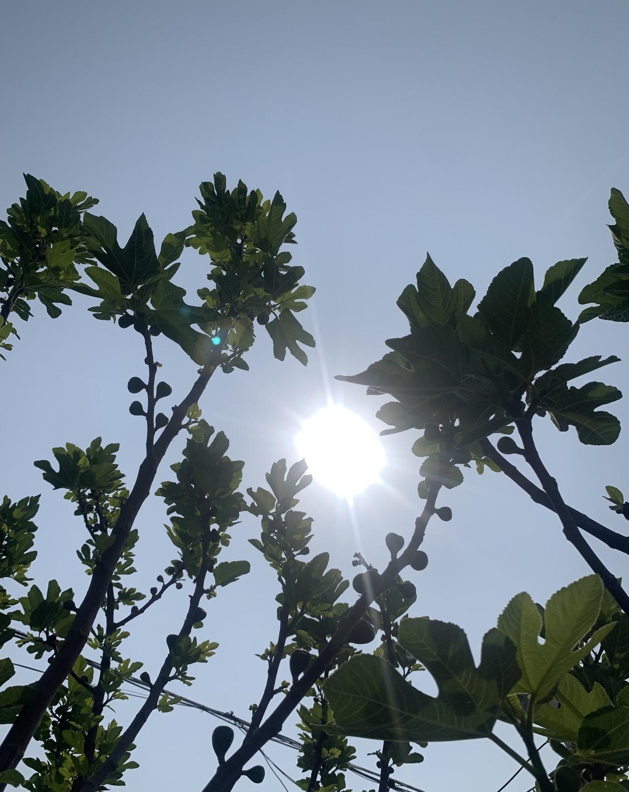 春风和煦，阳光明媚，天空一片蔚蓝。
这是什么树？不开花就结果，果子成熟后呈微绿淡