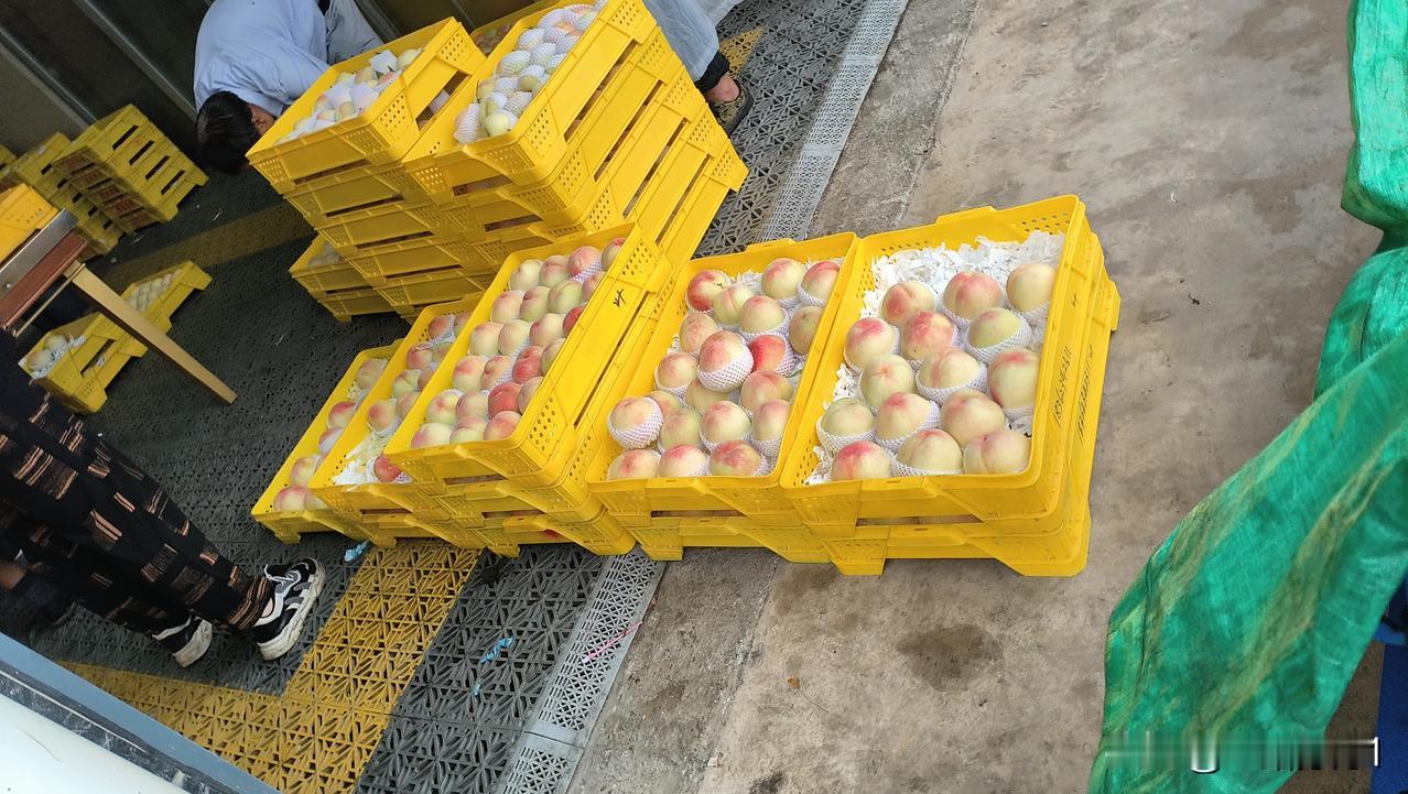 晚上听到敲门声，原来小姑子和小姑父又要送桃子送西瓜啦！原来担心西瓜那么多，一定要