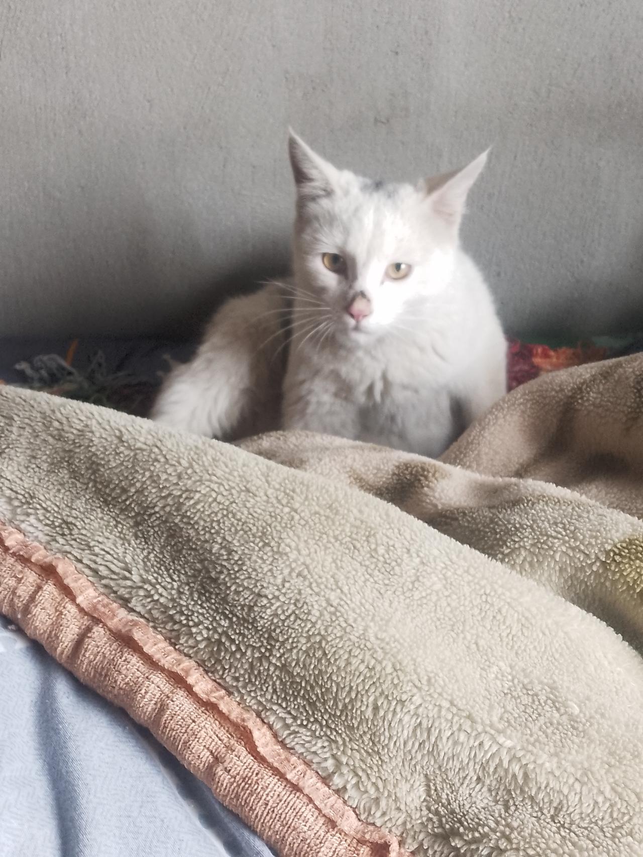 白猫，真的是那只总受欺负的猫咪吗？大橘和它打了起来，大橘把它的毛弄掉了好多。我赶