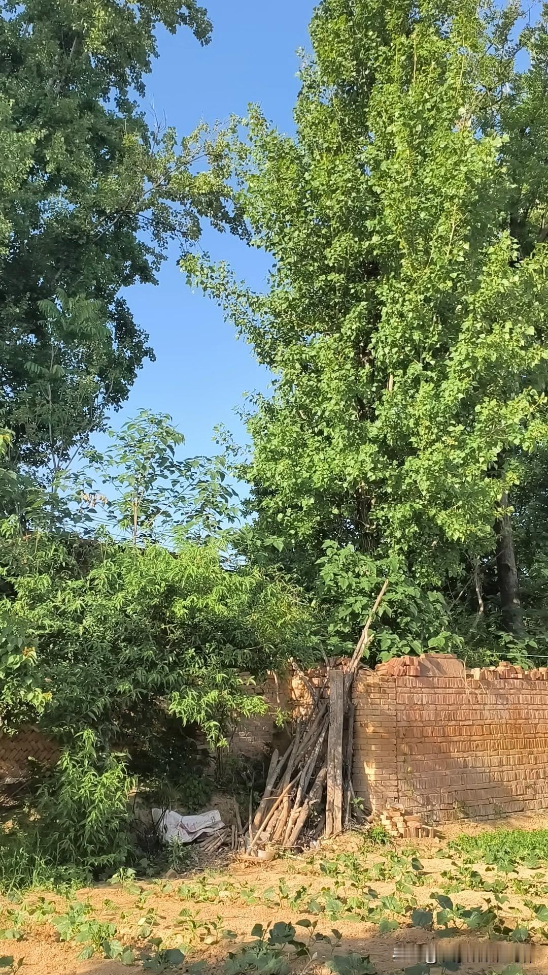 我亲家真是猛，说回老家看病真就回去了，儿媳说他感冒好多天了，反反复复的就是没有好