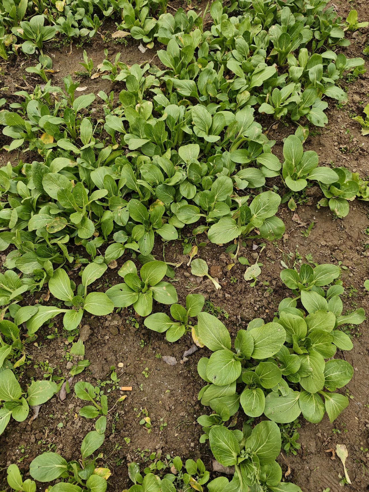 回村了
自己种的菜。郁郁葱葱。格外爱人
菜在家种菜 带回娘家菜 小院种蔬菜 我家
