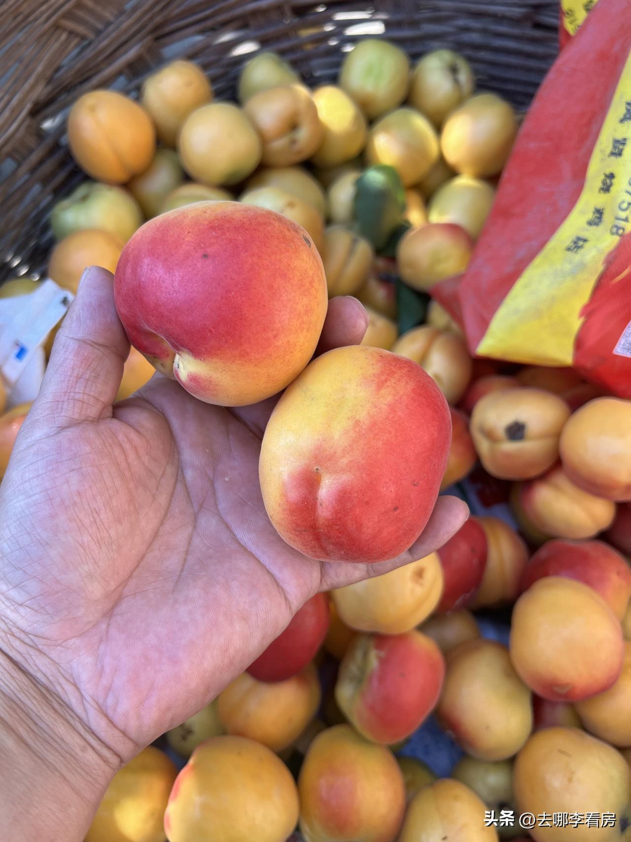 见过跟油桃一样大的杏吗？没错，这是杏！