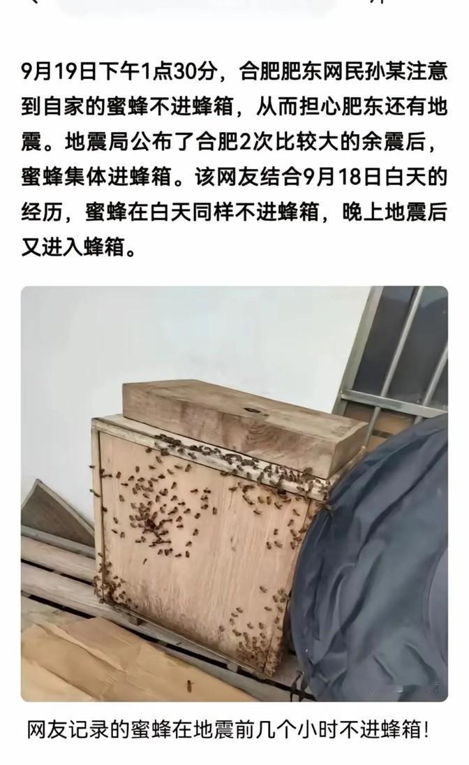 合肥人靠蜜蜂预报地震，神不神？
陆先生养的蜜蜂，两次预报地震，准不准？
9月25