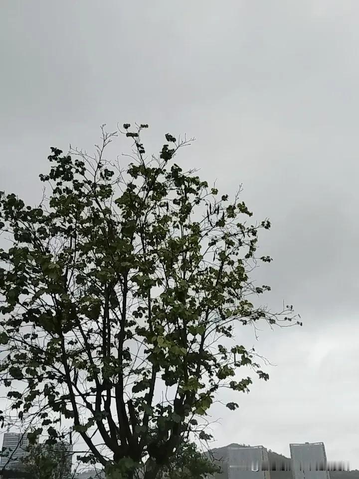 晒图笔记大赛六月的夏天，天空雷雨声声，像是在倾诉这人世界的风云变幻，究竟有多少风