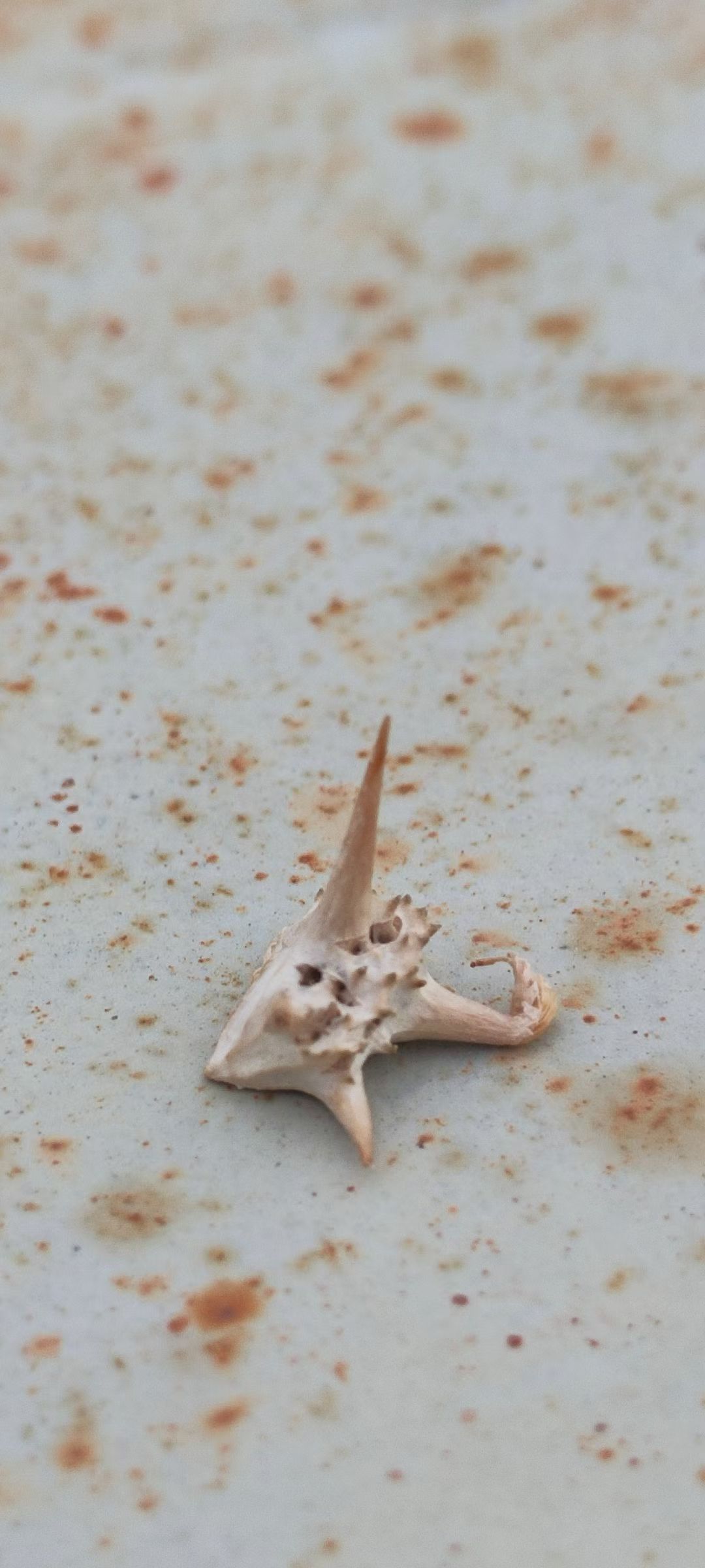 突发！遗憾！【航天 实践三十二号卫星发射失利】2026年 1月17日00时55分