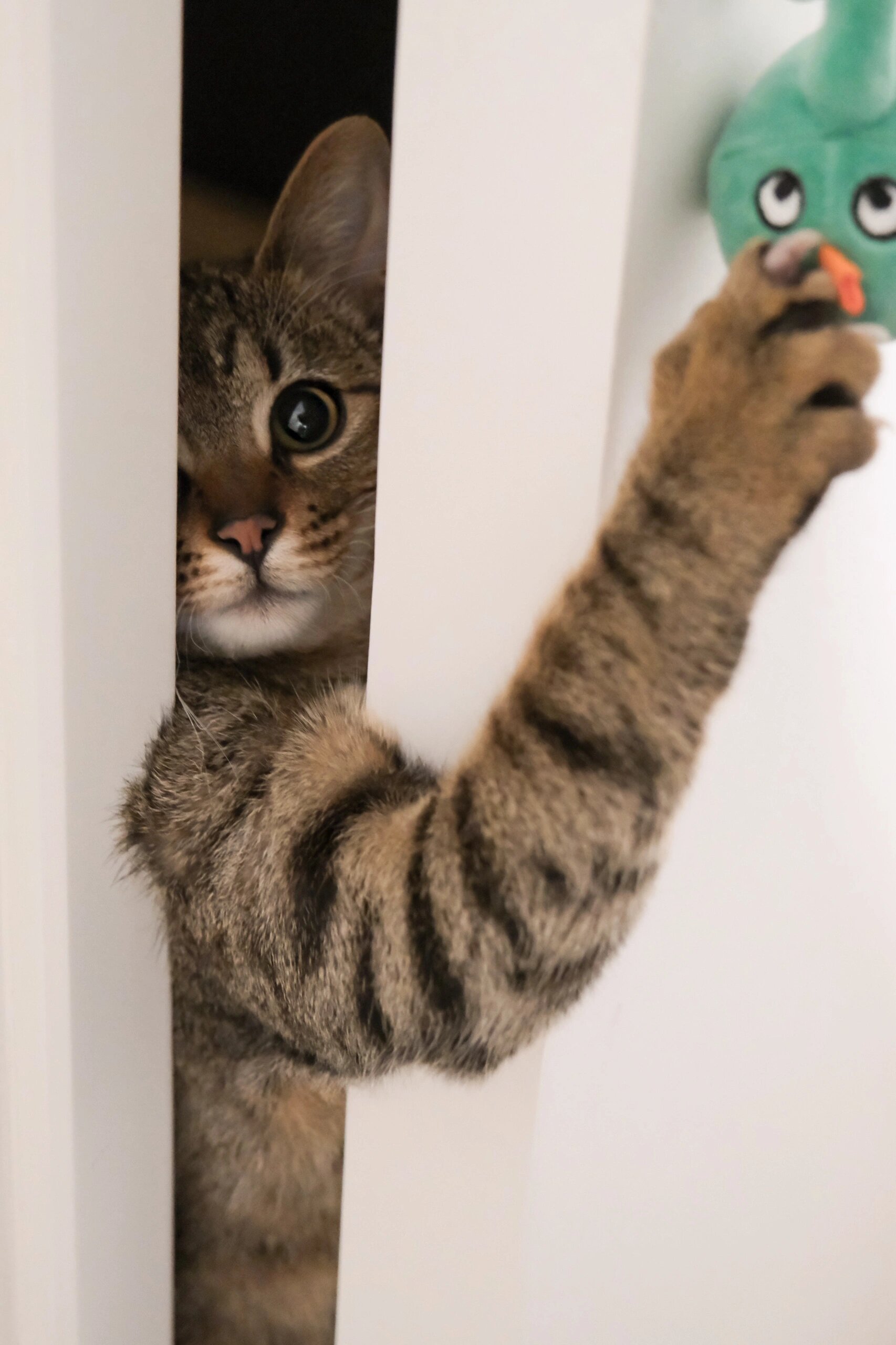 妈开门！是猫！ ​​​