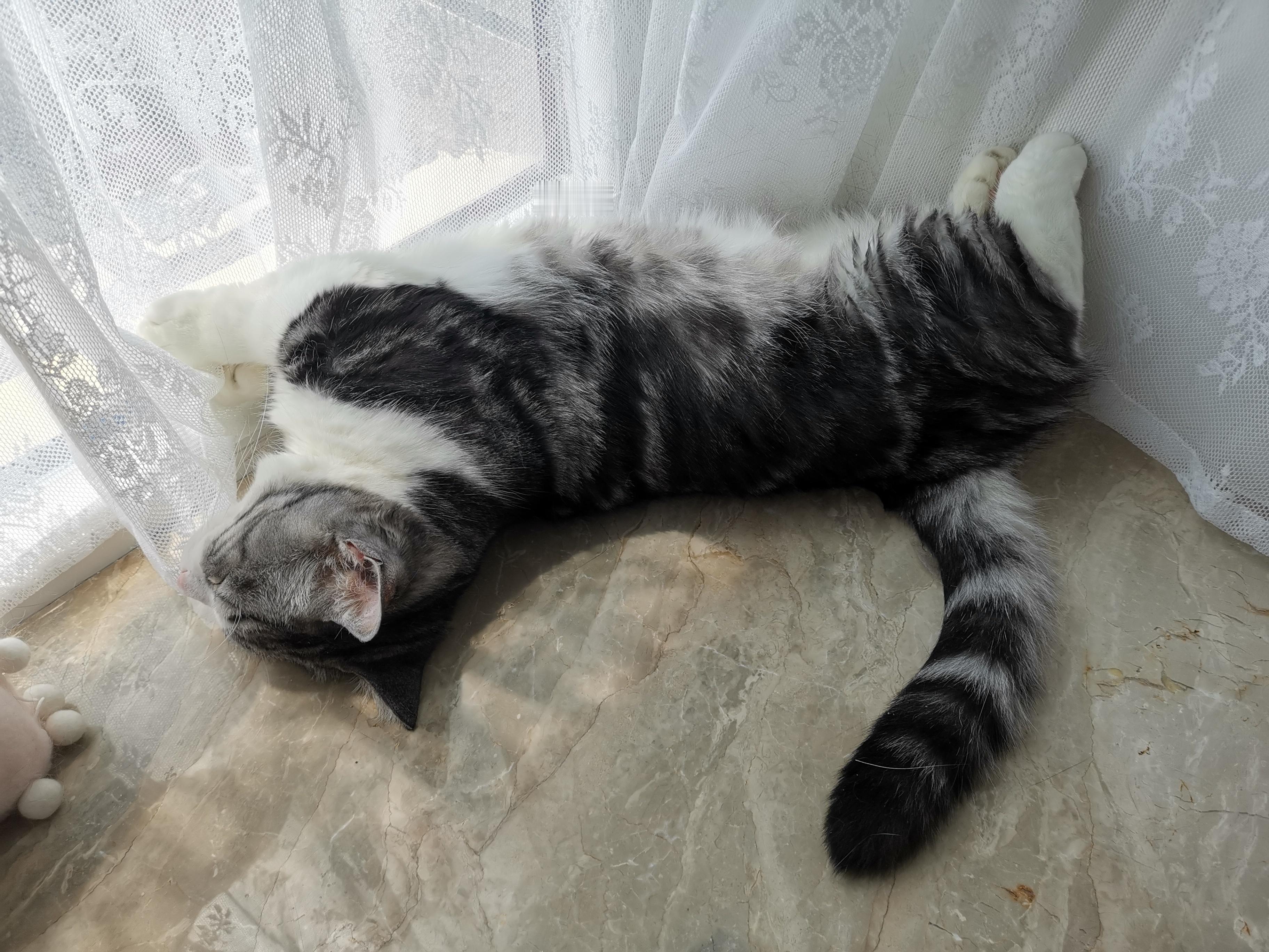 晒太阳吹空调小呆呆是会享受的猪咪